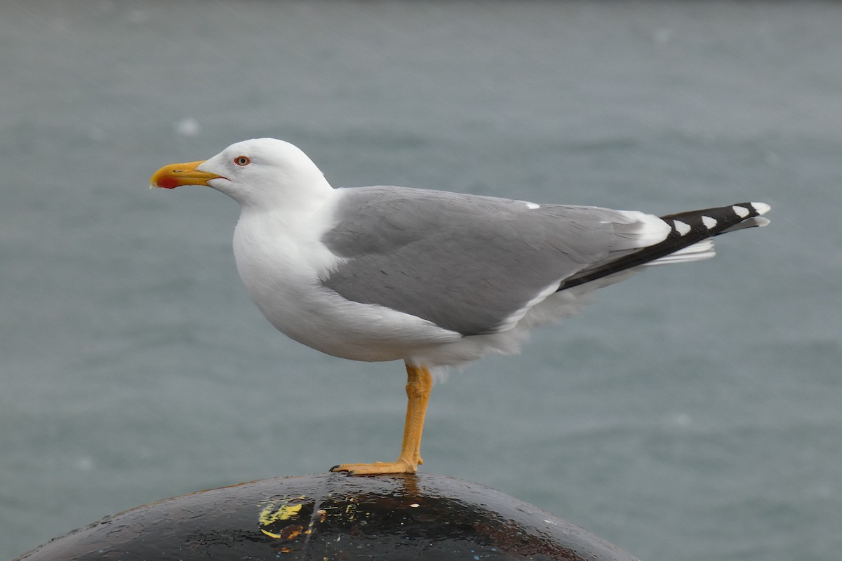 Yellow-legged Gull - ML646834805