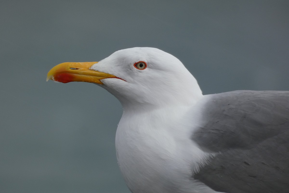 Yellow-legged Gull - ML646834806