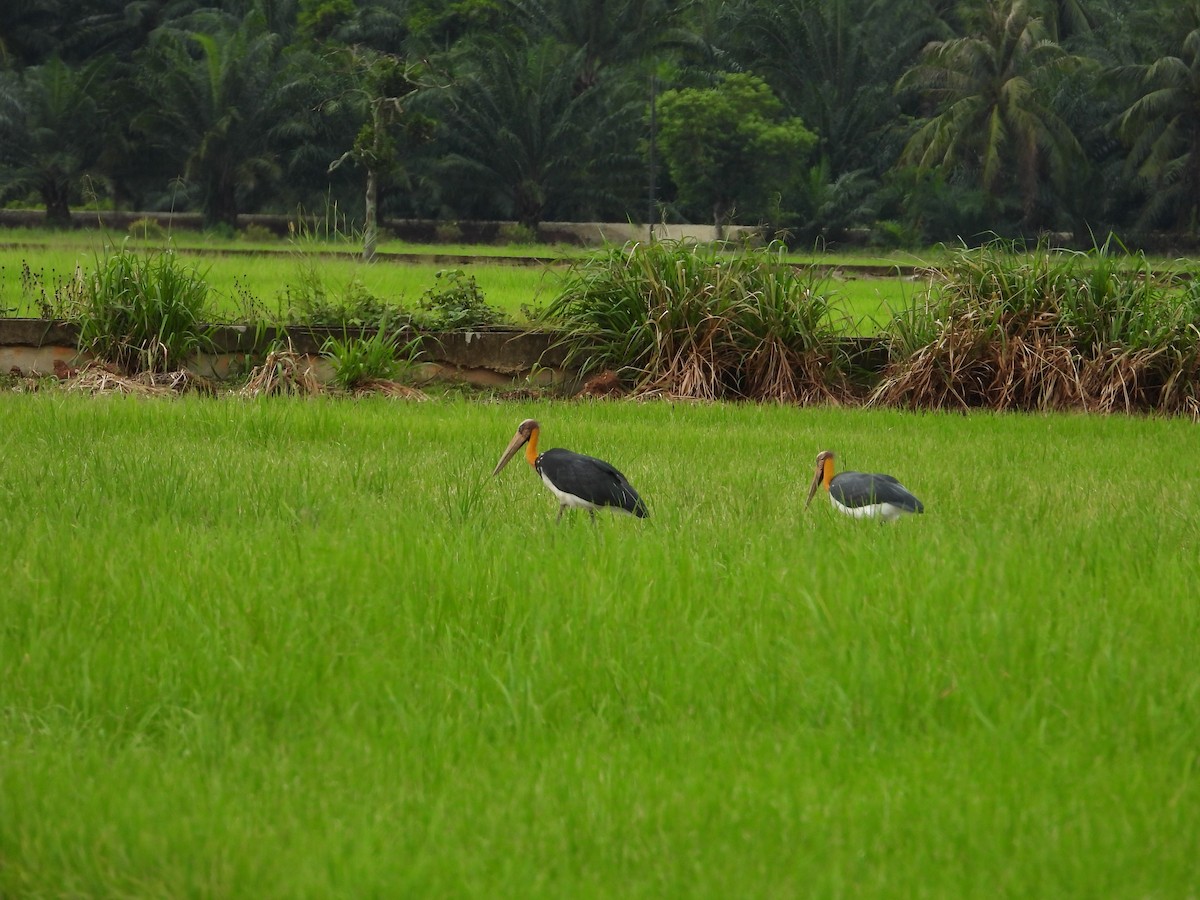 Lesser Adjutant - ML646834808