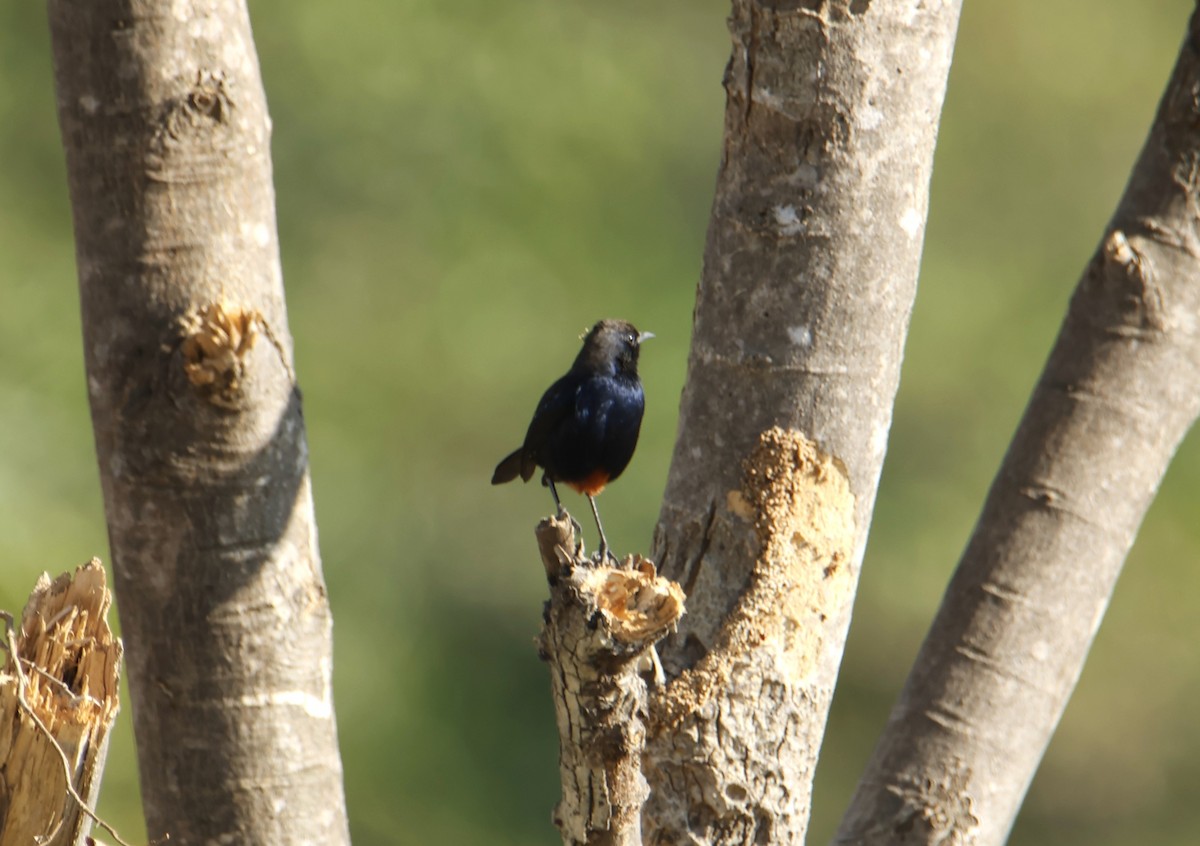 Indian Robin - ML646834809