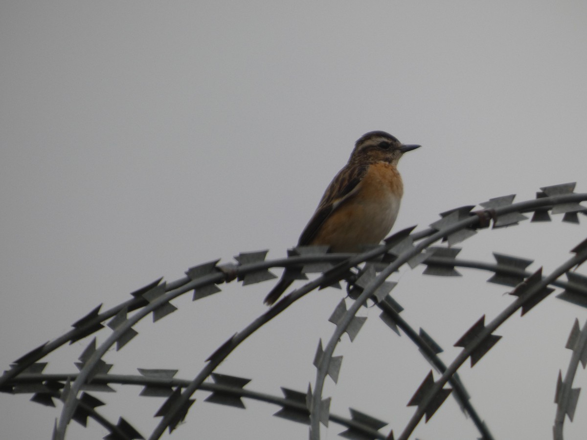 Whinchat - ML646834810