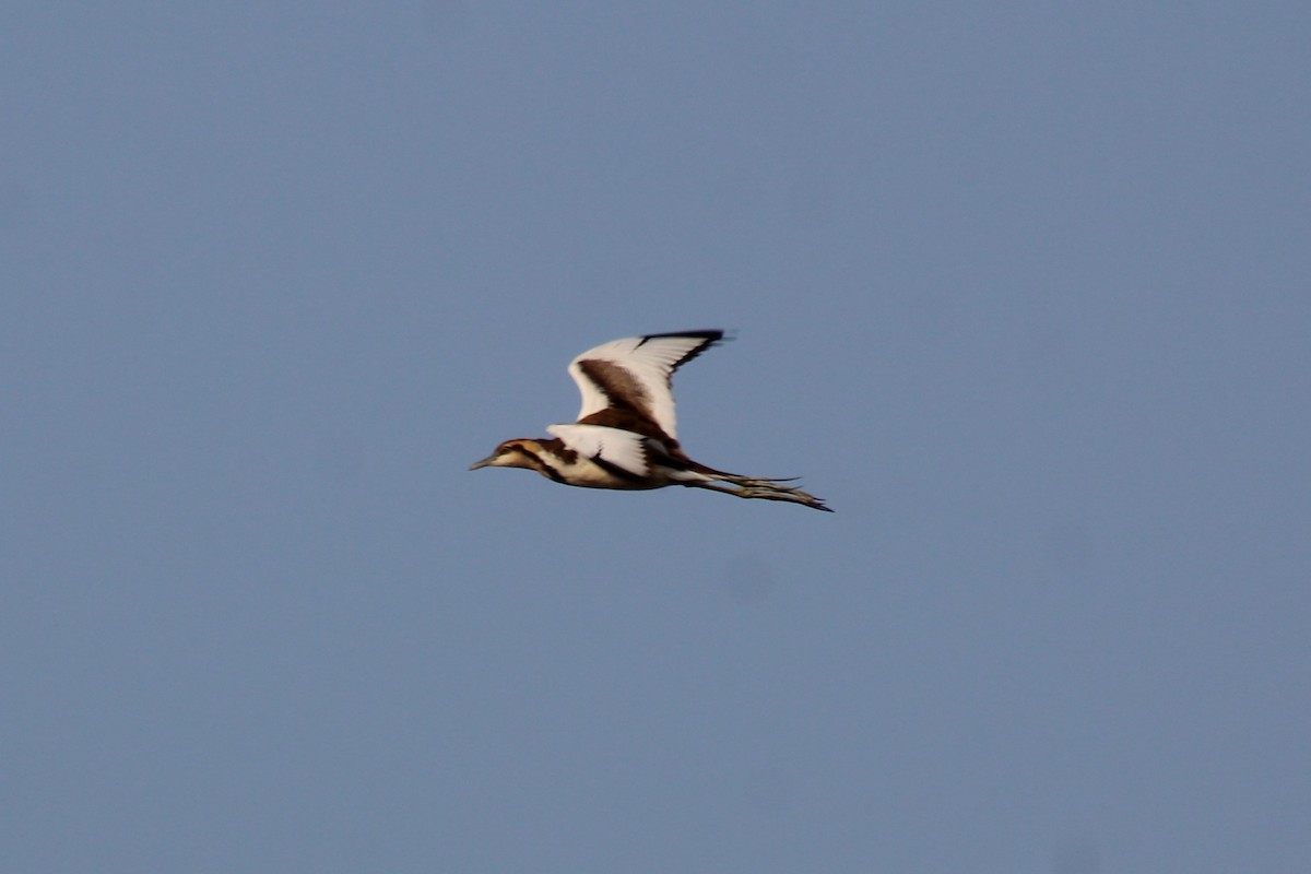 Jacana à longue queue - ML646834814