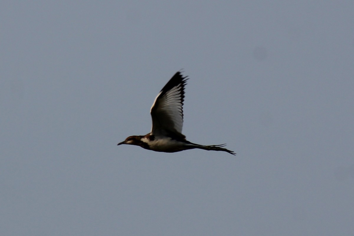 Jacana à longue queue - ML646834815