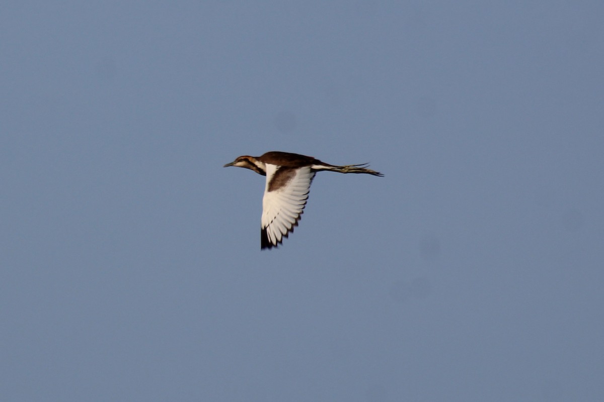 Jacana à longue queue - ML646834816