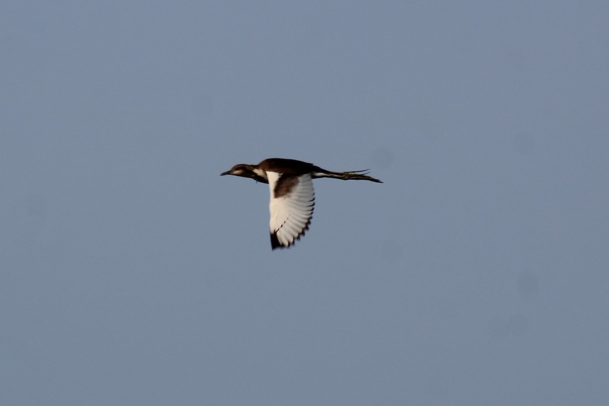 Jacana à longue queue - ML646834817