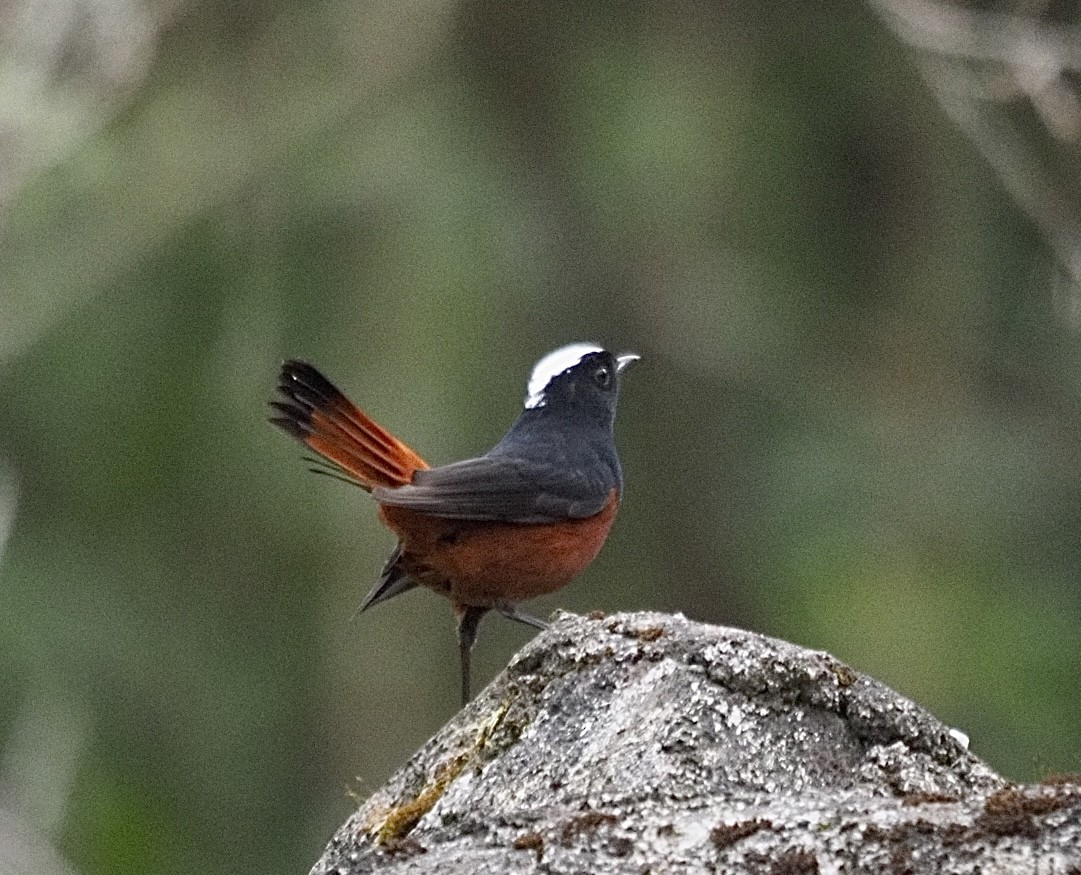 White-capped Redstart - ML646834818