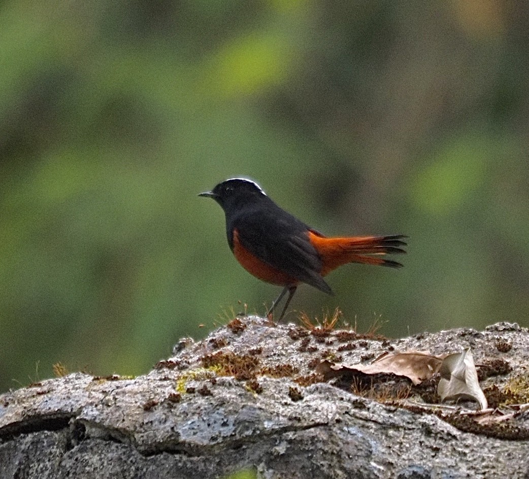 White-capped Redstart - ML646834819