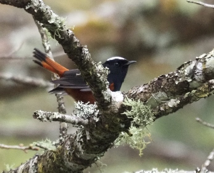 White-capped Redstart - ML646834820