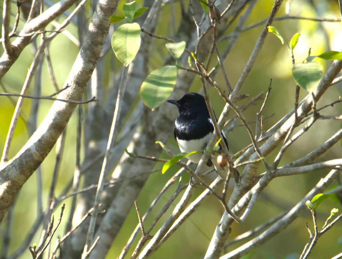 Oriental Magpie-Robin - ML646834821