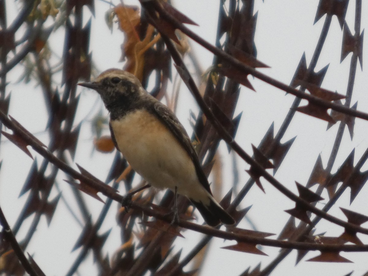 セグロサバクヒタキ - ML646834822