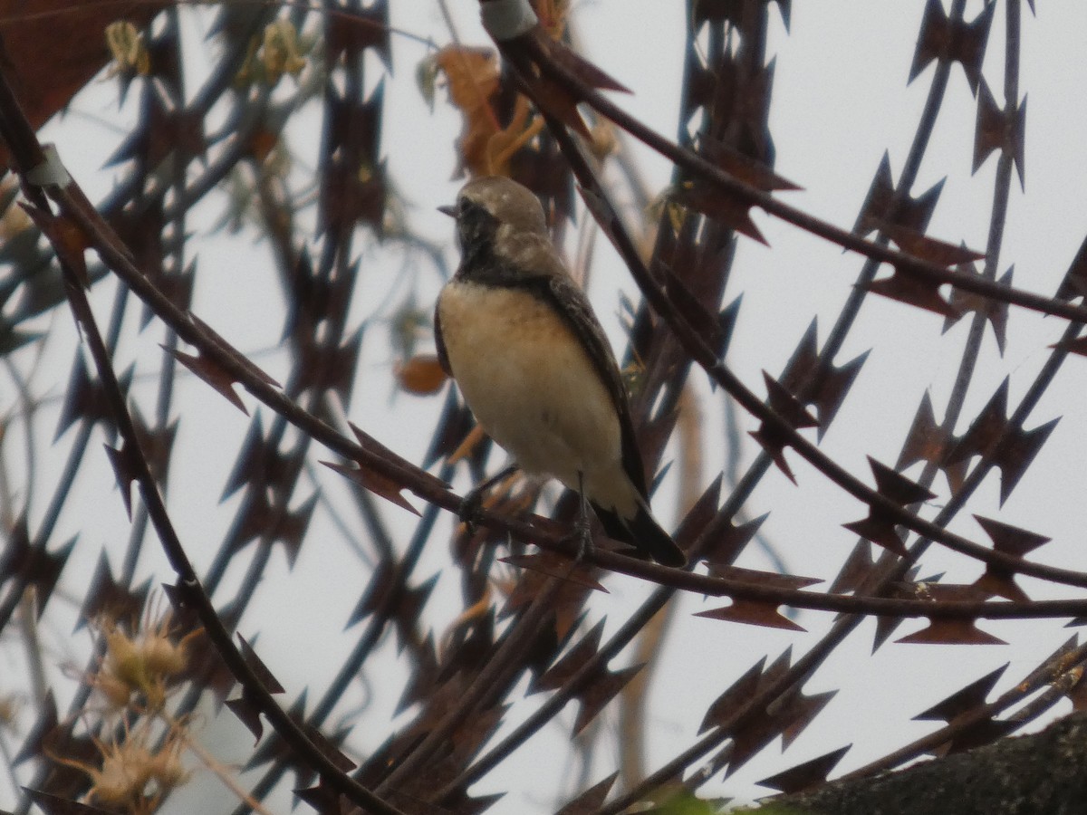 セグロサバクヒタキ - ML646834823