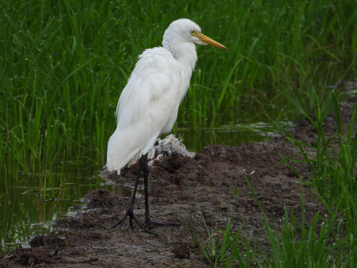 Eastern Cattle-Egret - ML646834826