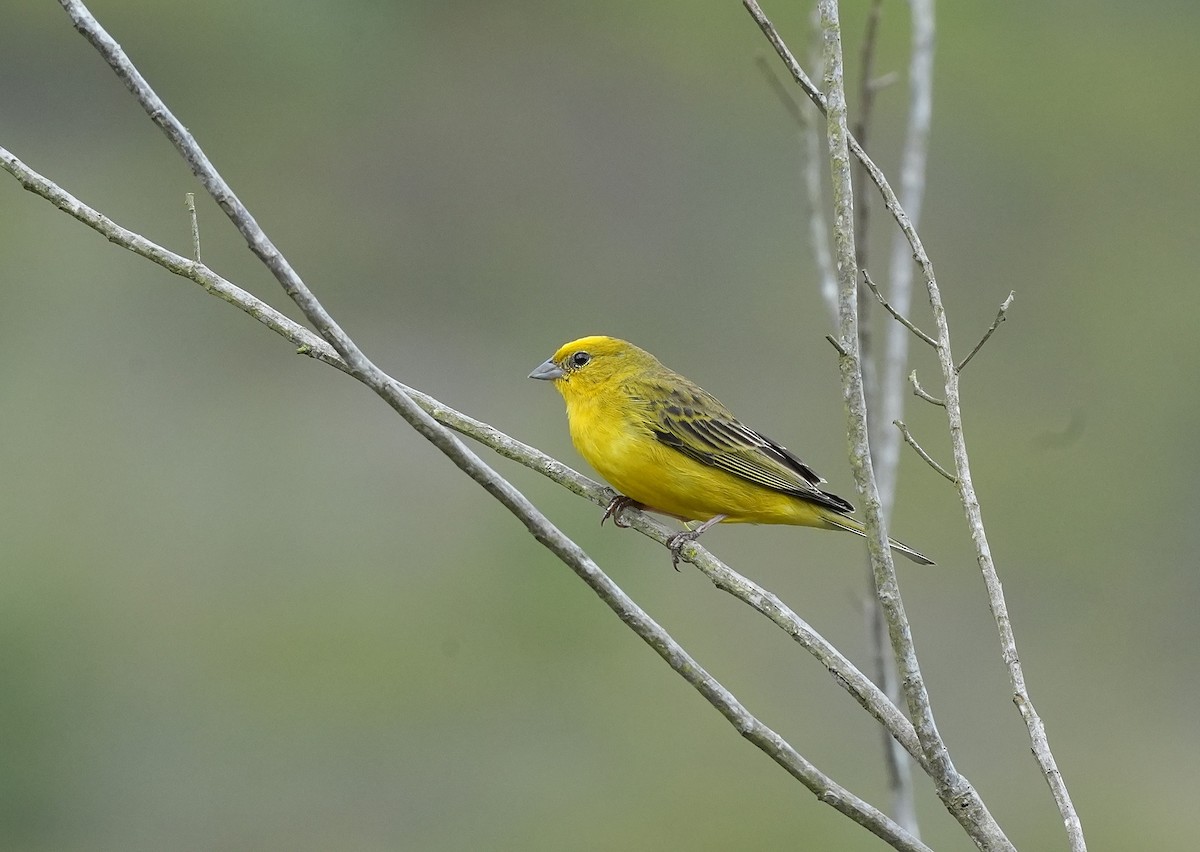 Stripe-tailed Yellow-Finch - ML646834827