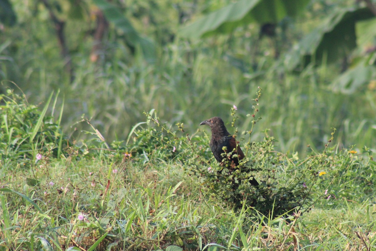 kukačka vraní - ML646834828