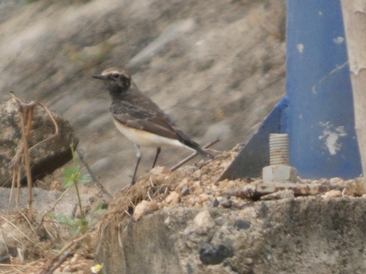 セグロサバクヒタキ - ML646834833