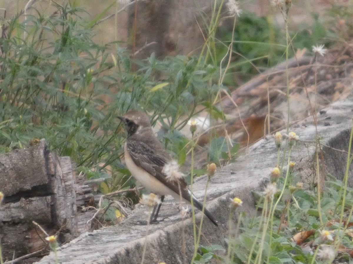 セグロサバクヒタキ - ML646834834