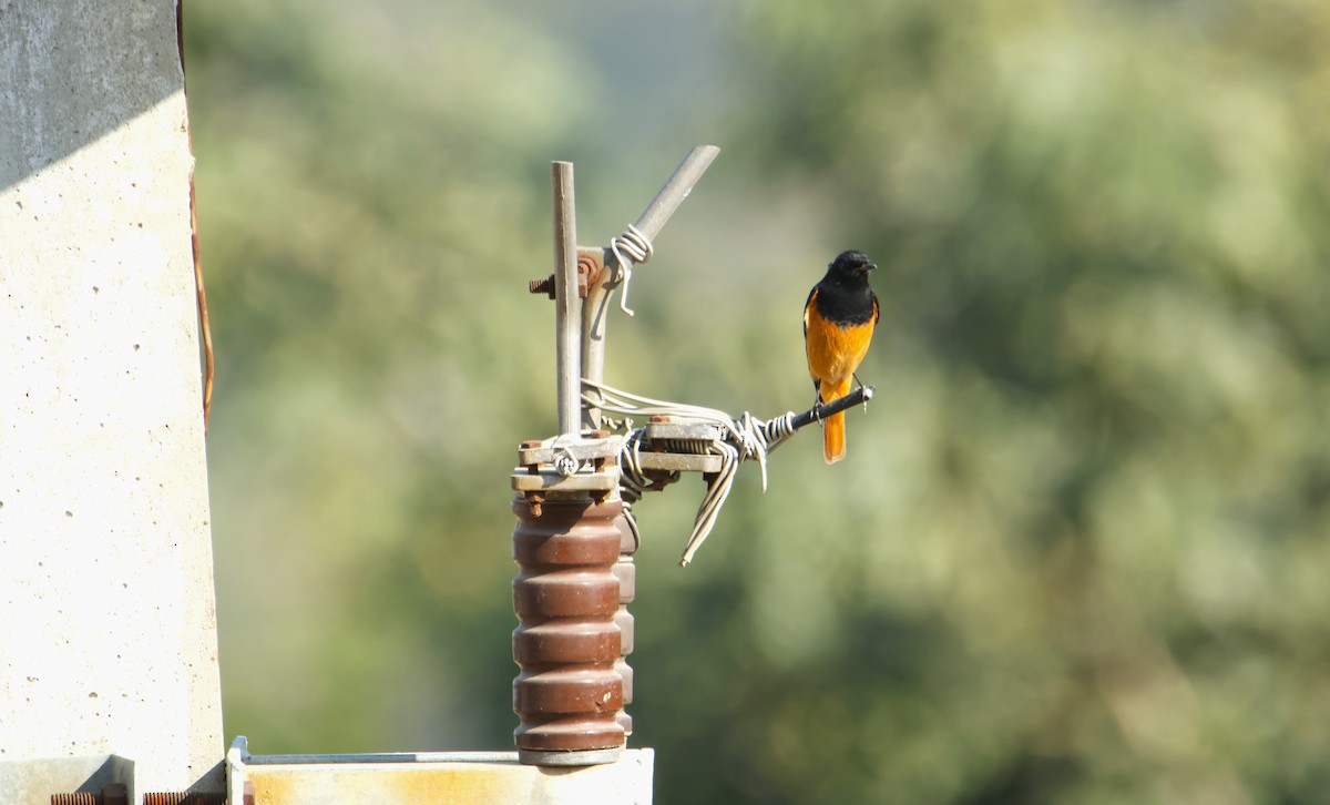 rehek domácí - ML646834837