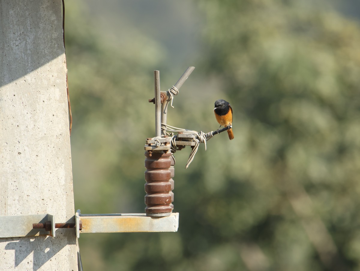 rehek domácí - ML646834838