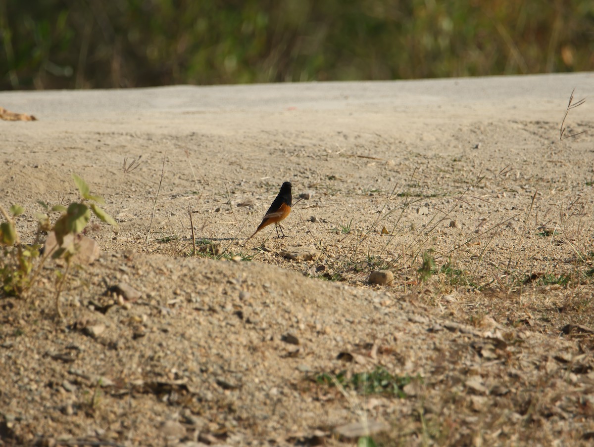 rehek domácí - ML646834839