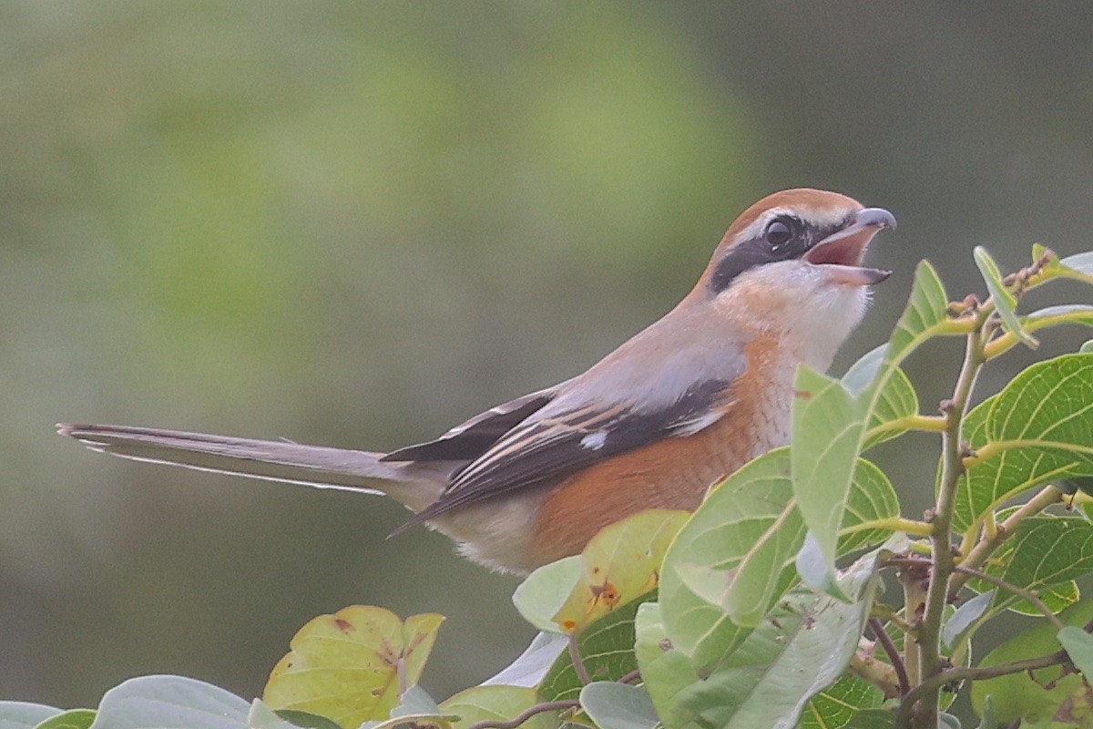 Bull-headed Shrike - ML646834840