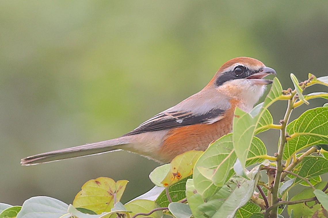 Bull-headed Shrike - ML646834841