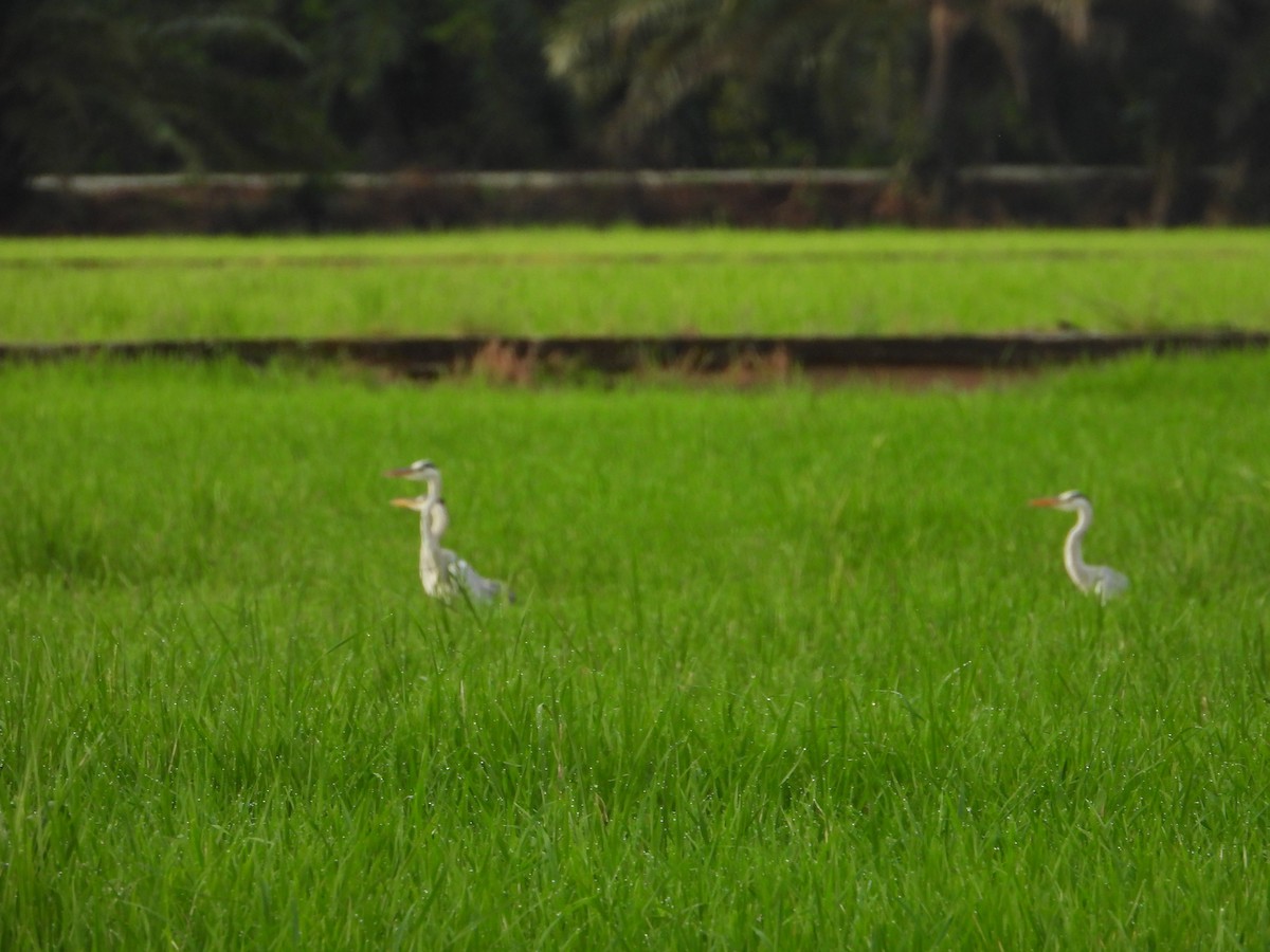 Airone cenerino - ML646834844