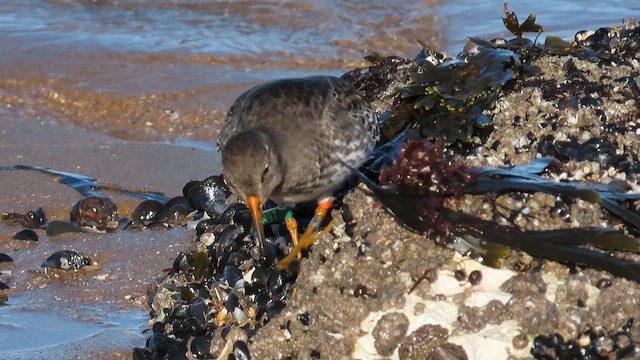 Purple Sandpiper - ML646834845