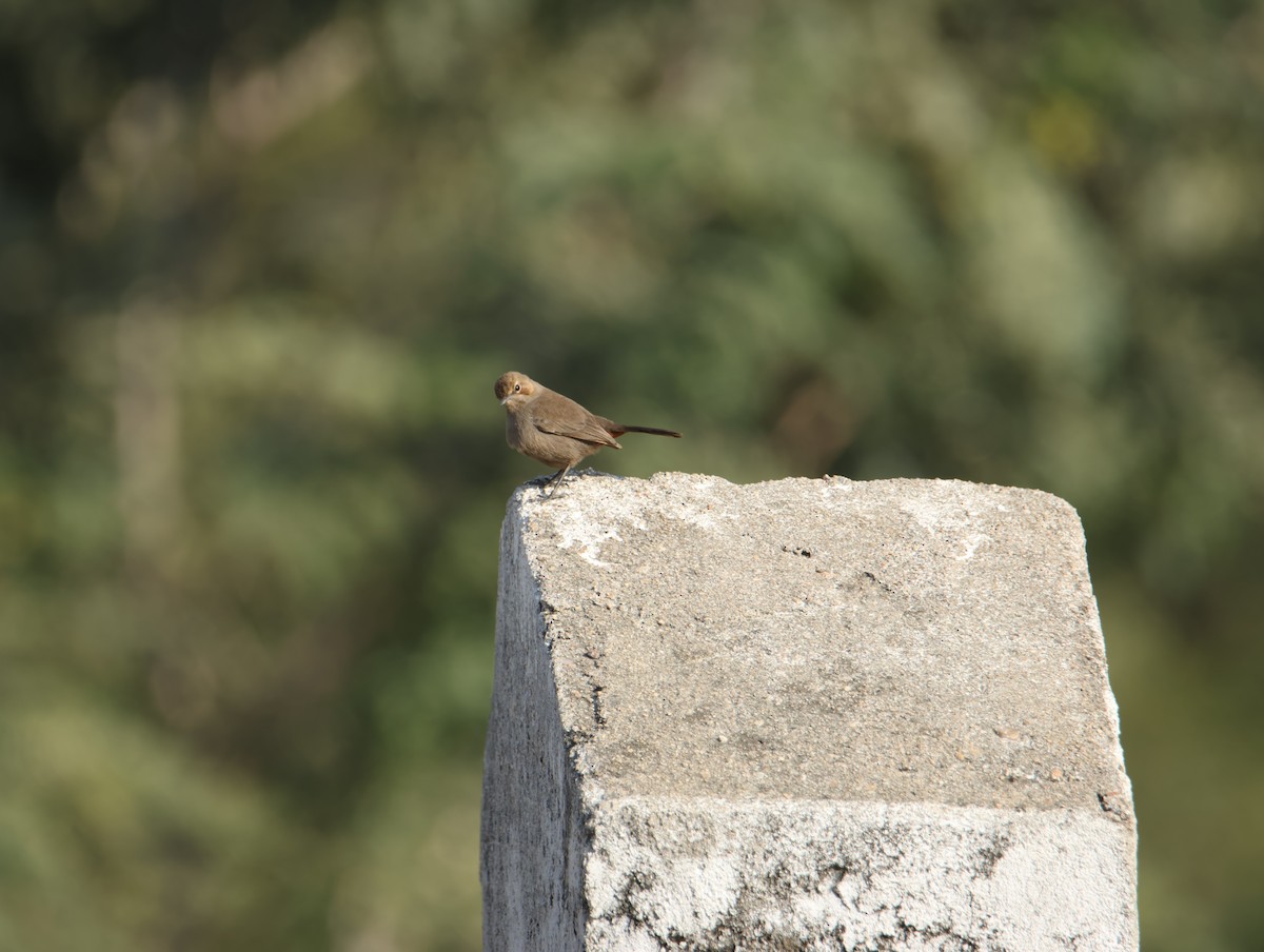 Indian Robin - ML646834846