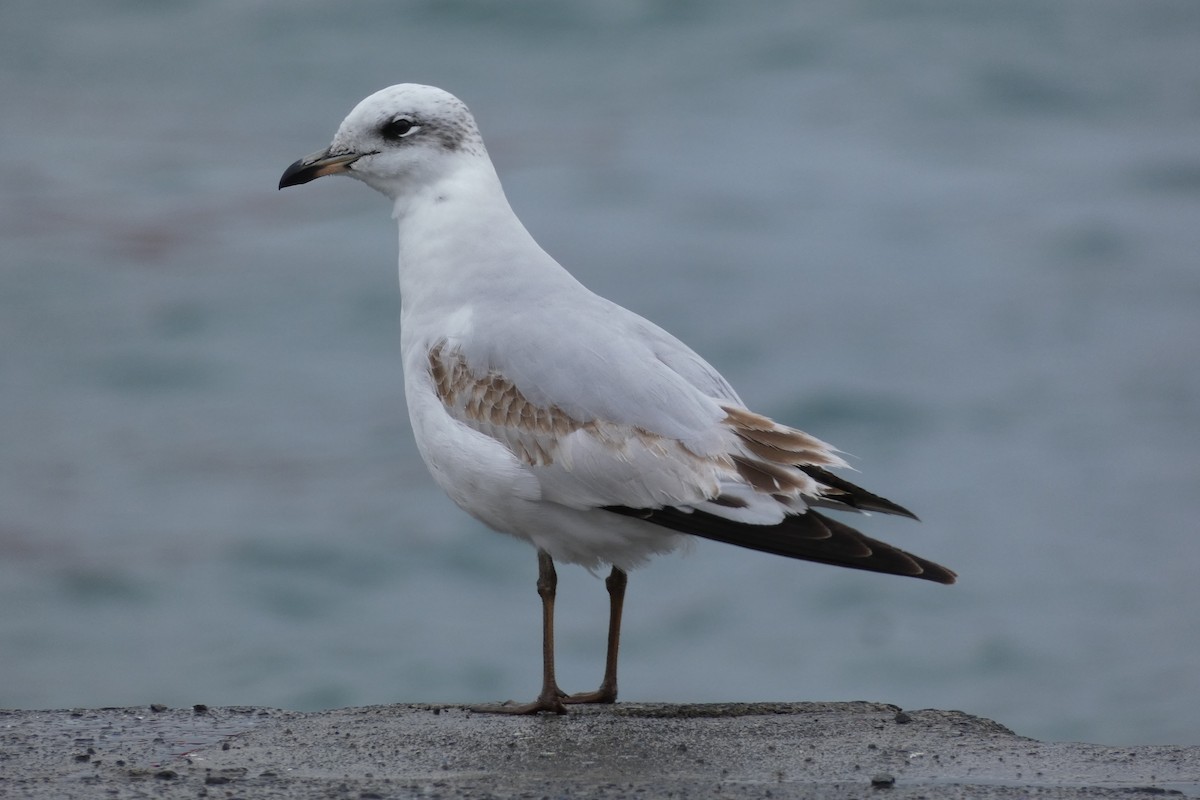 Mediterranean Gull - ML646834847