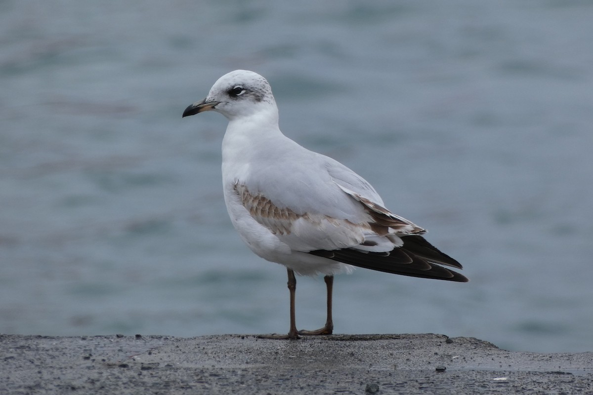 Mediterranean Gull - ML646834848