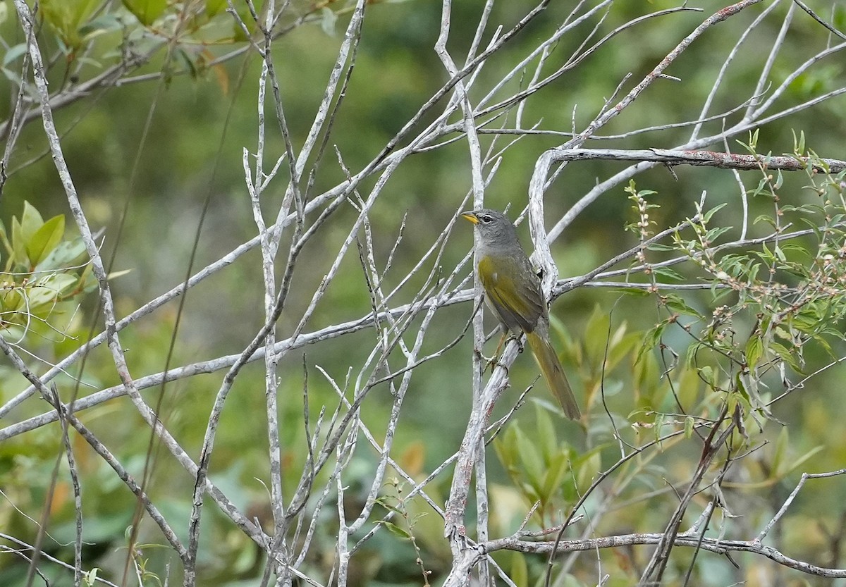 Pale-throated Pampa-Finch - ML646834849