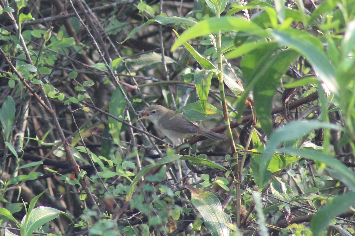 rákosník pokřovní - ML646834850