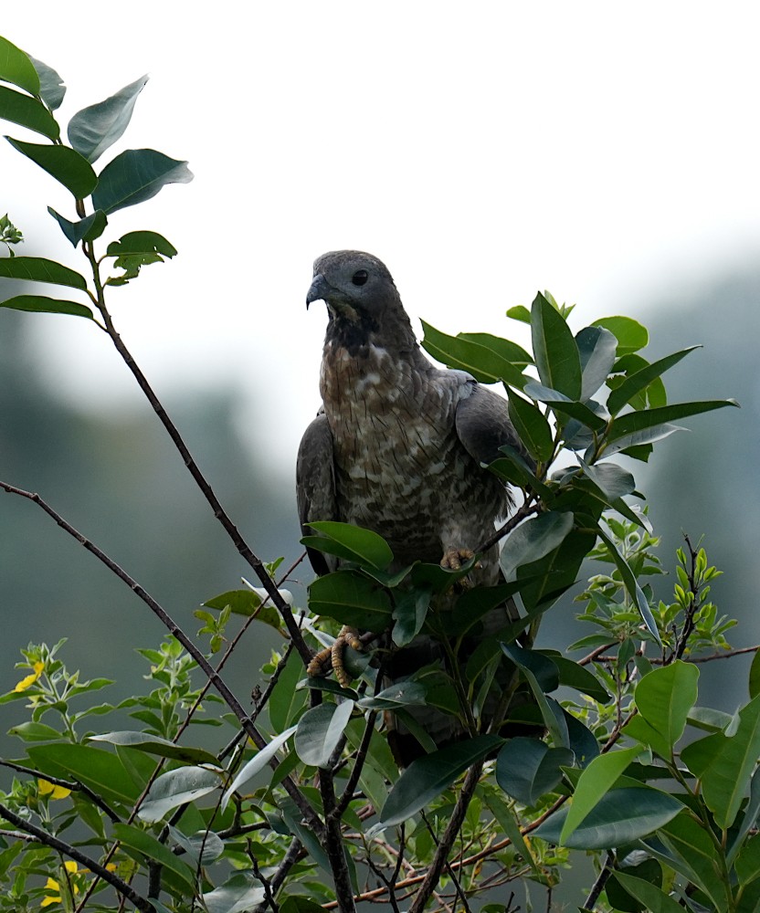 Oriental Honey-buzzard - ML646834853