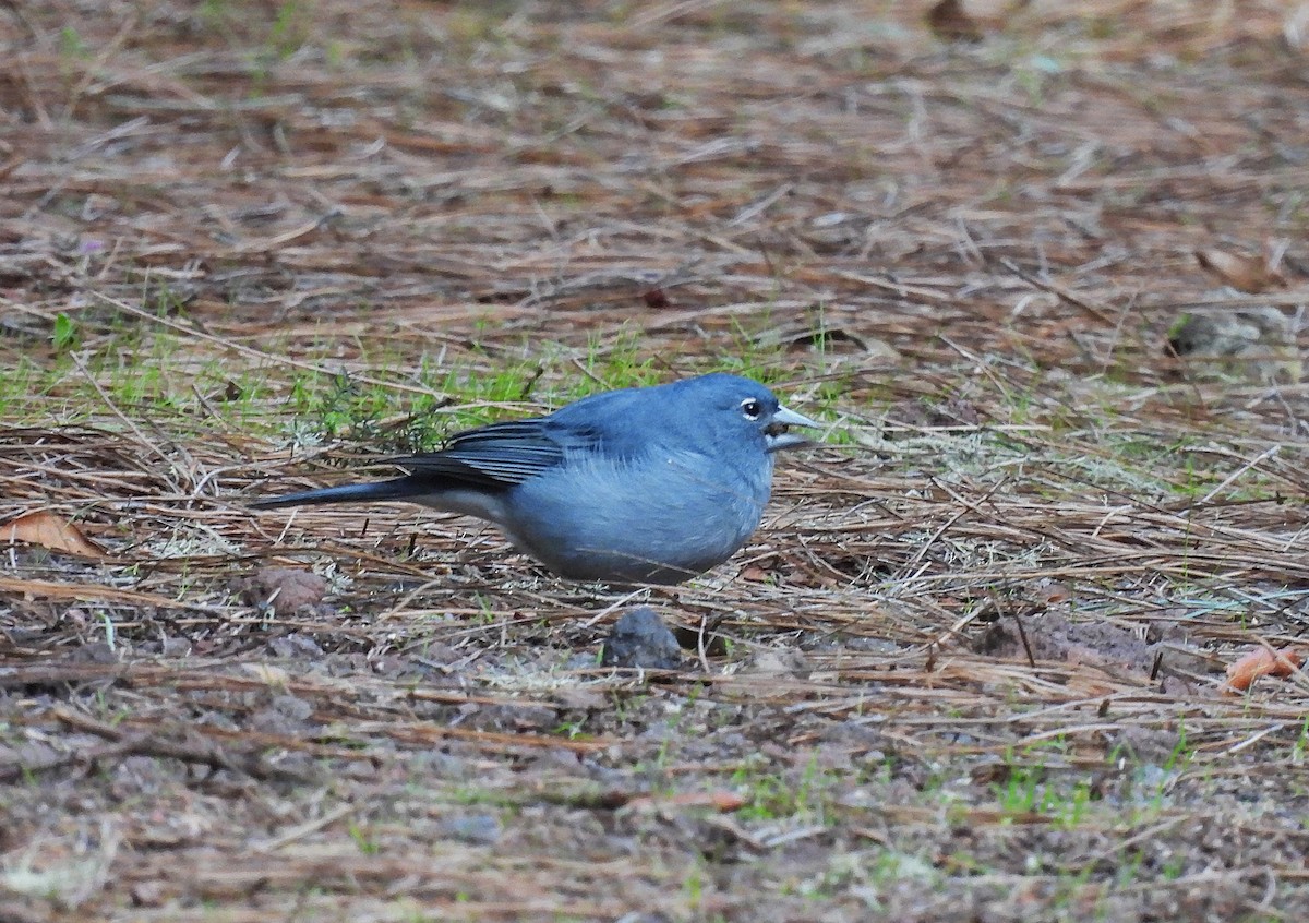 テネリフェオアトリ - ML646834854