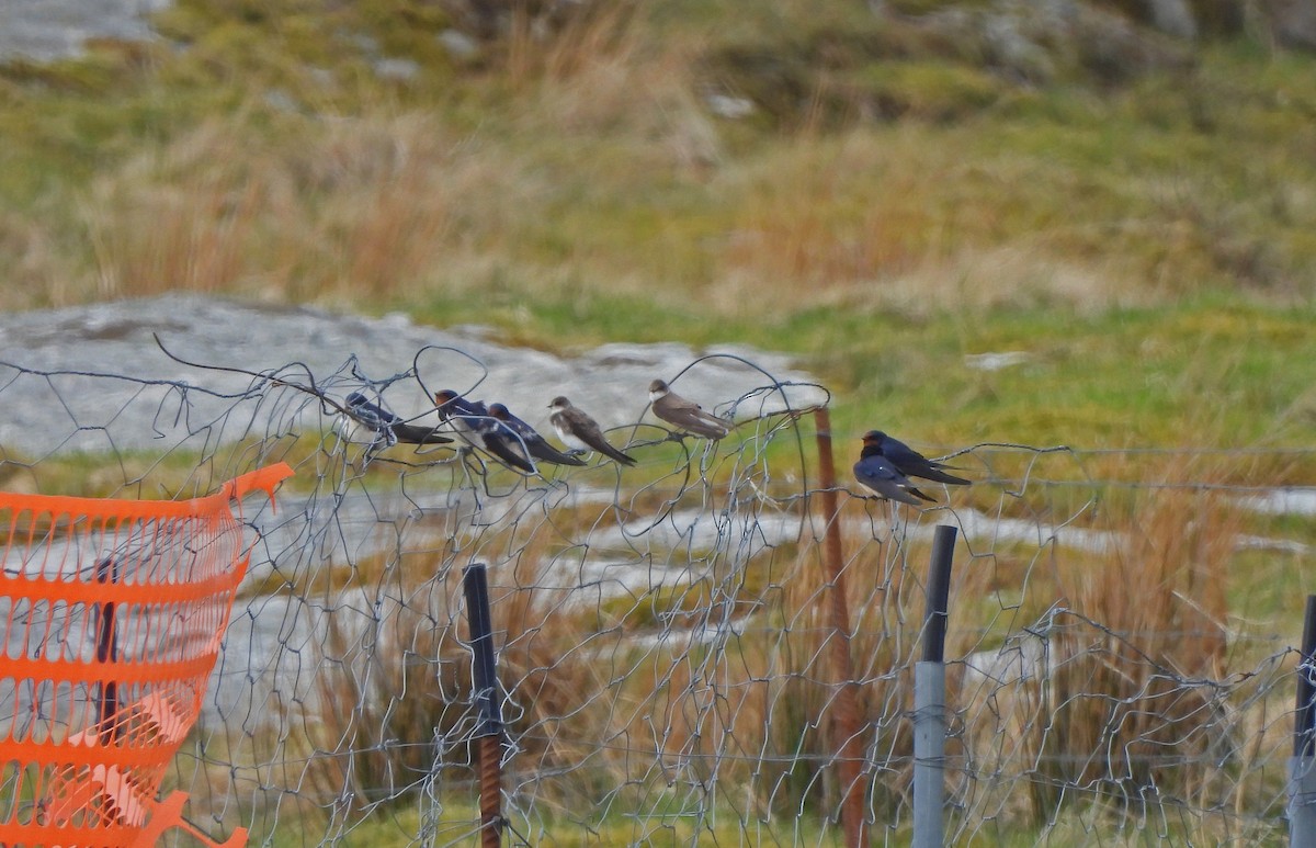 灰沙燕 - ML646834855