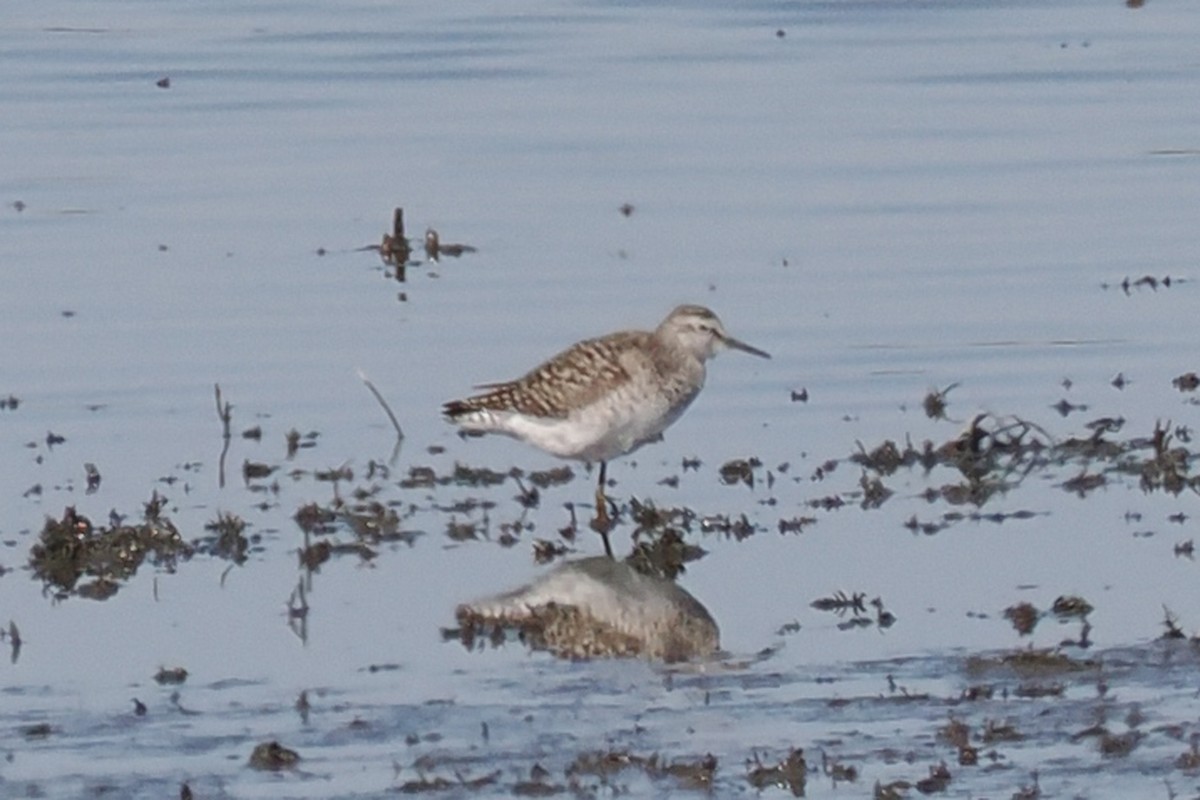 vodouš bahenní - ML646834859