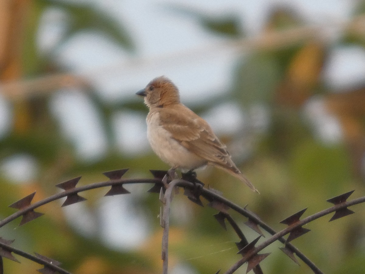 ヤブイワスズメ - ML646834860