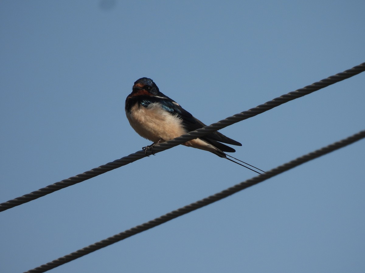 vlaštovka obecná - ML646834865