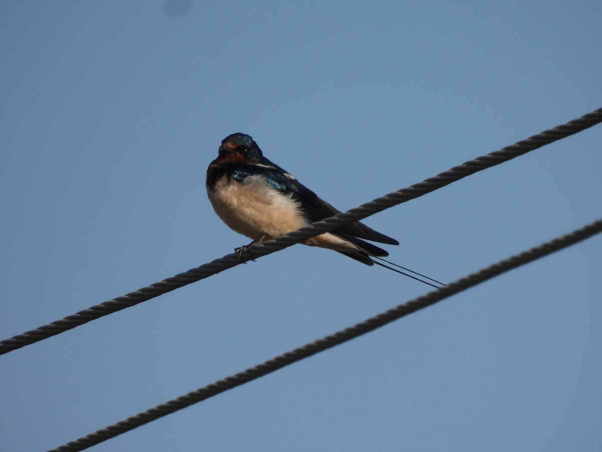 vlaštovka obecná - ML646834866