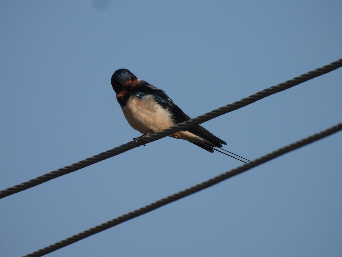 vlaštovka obecná - ML646834867