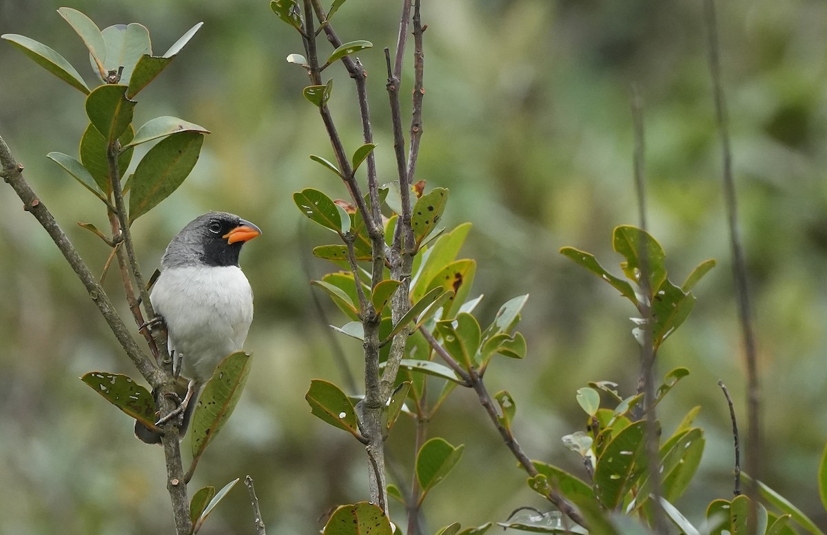 Black-throated Saltator - ML646834868
