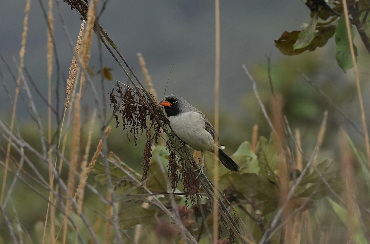 Black-throated Saltator - ML646834869