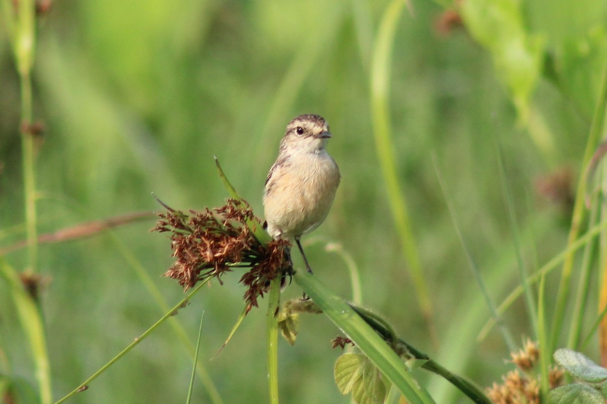 Siberian Stonechat - ML646834870