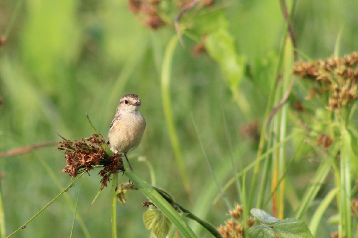 Siberian Stonechat - ML646834871