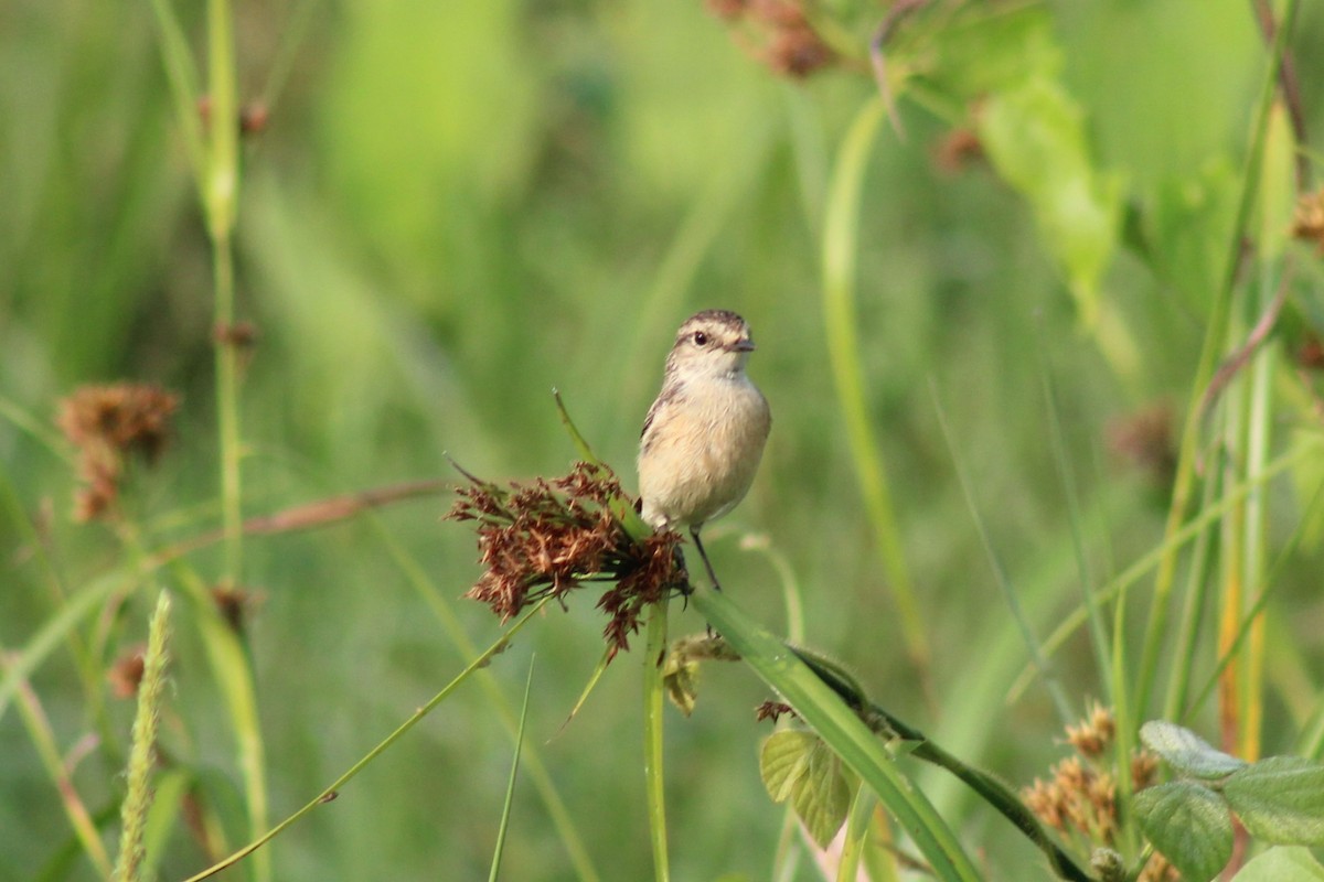 Siberian Stonechat - ML646834872