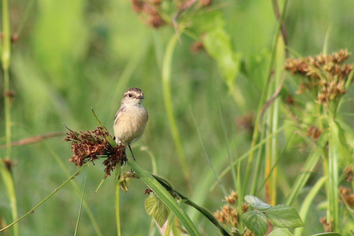 Siberian Stonechat - ML646834873