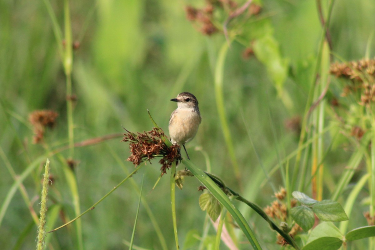 Siberian Stonechat - ML646834874