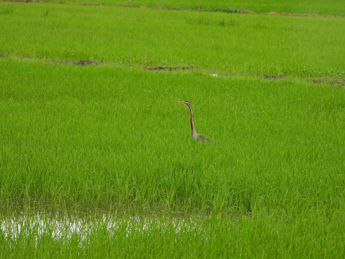 Airone rosso - ML646834877