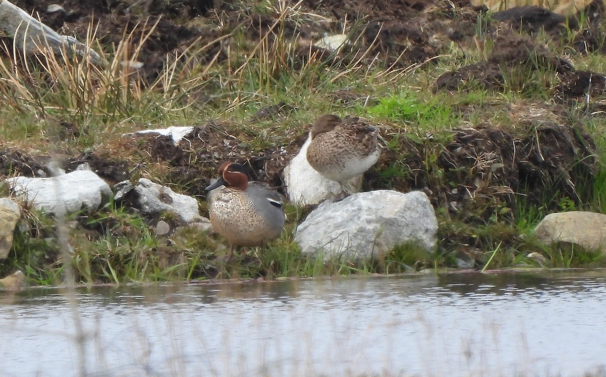 Green-winged Teal - ML646834878