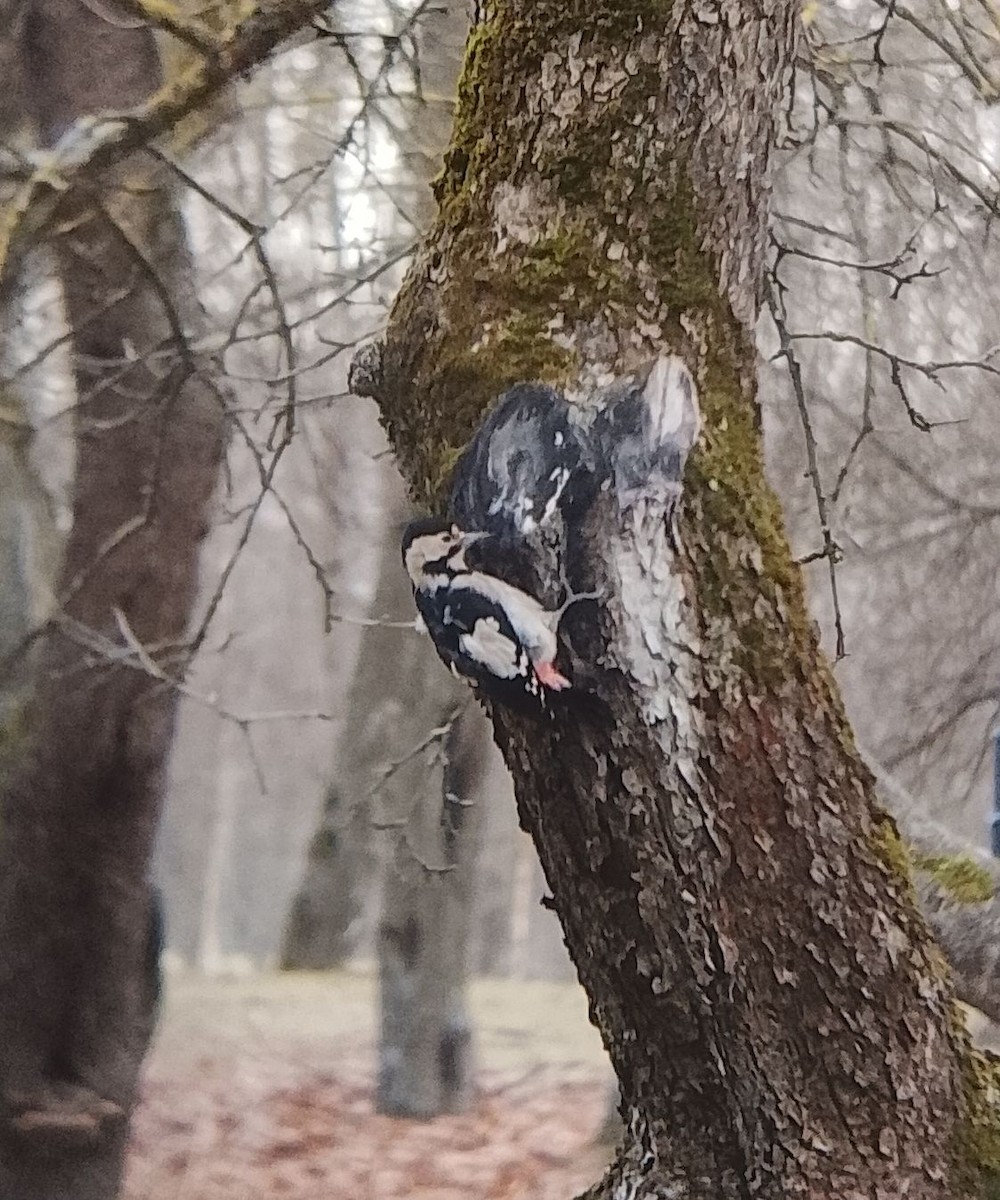 Okil siriarra - ML646834882